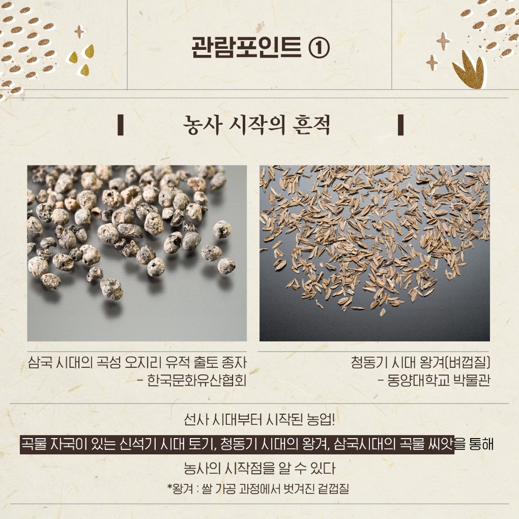 관람포인트 ① 농사 시작의 흔적 삼국 시대의 곡성 오지리 유적 출토 종자 - 한국문화유산협회 청동기 시대 왕겨(벼껍질) - 동양대학교 박물관 선사 시대부터 시작된 농업! 곡물 자국이 있는 신석기 시대 토기, 청동기 시대의 왕겨, 삼국시대의 곡물 씨앗을 통해 농사의 시작점을 알 수 있다 *왕겨 : 쌀 가공 과정에서 벗겨진 겉껍질