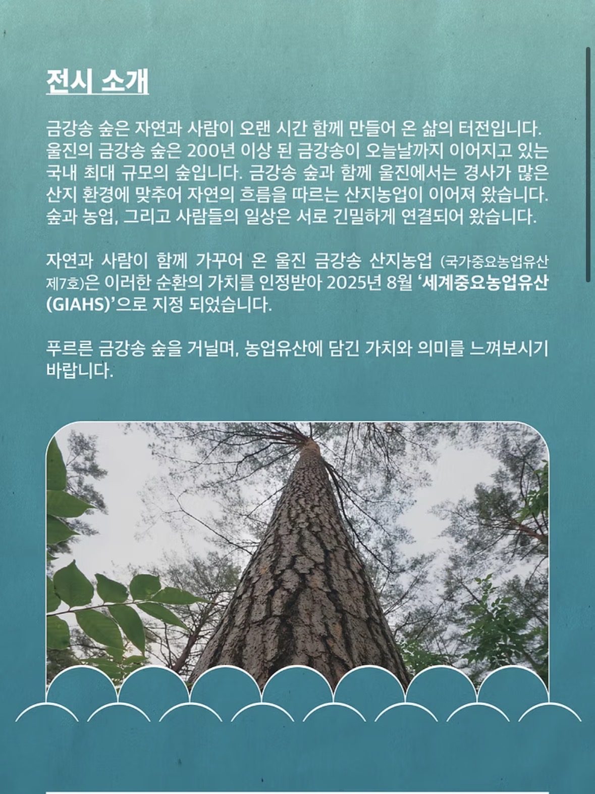 금강송 리플릿
