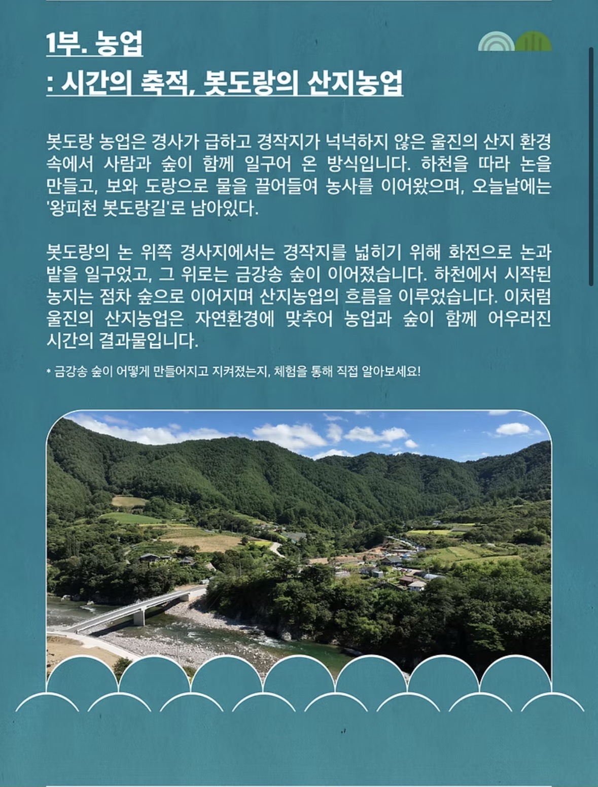 금강송 리플릿