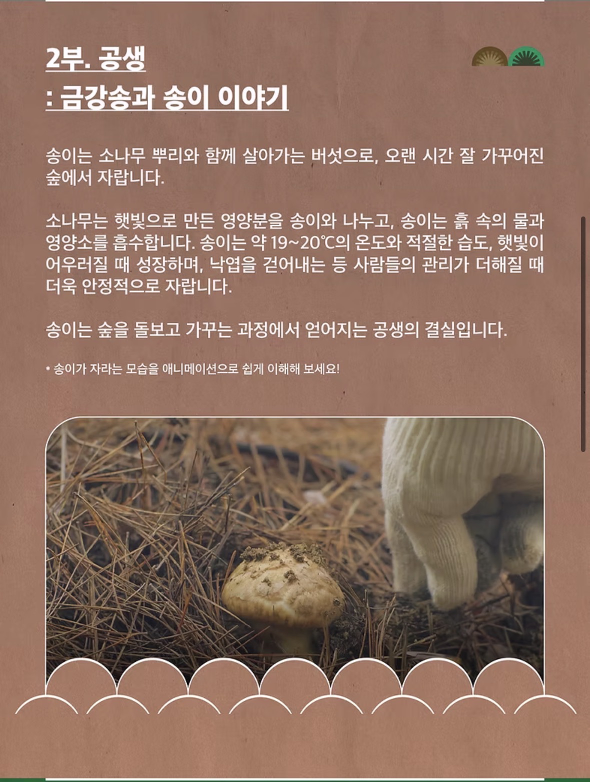 금강송 리플릿